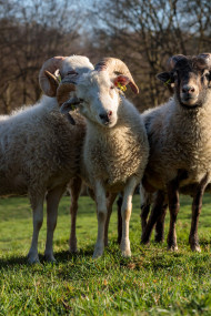 Stock Image: White Sheep