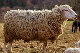 Stock Image: White Sheep in spring