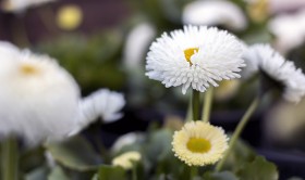 Stock Image: white special daisy
