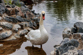 Stock Image: White Swan