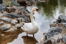 Stock Image: White swan standing in shallow water