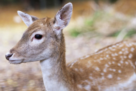 Stock Image: White-tailed Deer Fawn Portrait