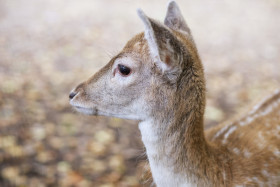 Stock Image: White-tailed Deer Fawn Portrait