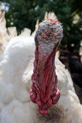 Stock Image: White turkey