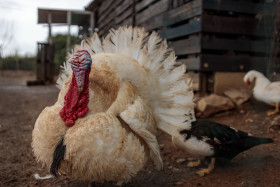 Stock Image: White turkey on a Farm
