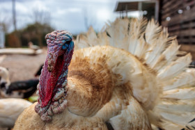 Stock Image: White turkey portrait