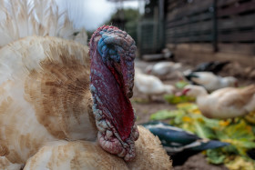 Stock Image: White turkey portrait with ducks in the background on a farm
