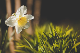 Stock Image: White Yellow Narcissus / Daffodil