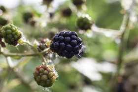 Stock Image: wild blackberries in summer