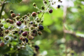 Stock Image: wild blackberries in summer