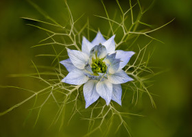Stock Image: wild fennel flower