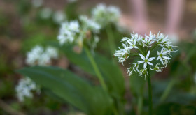 Stock Image: Wild garlic flower