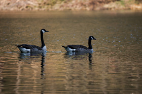 Stock Image: wild geese in the water