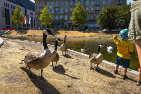 Stock Image: wild goose feeding