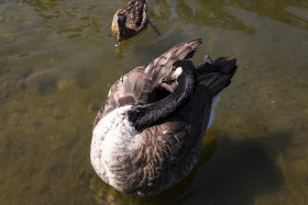 Stock Image: wild goose is dressing up