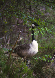Stock Image: wild goose on the shore