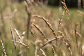 Stock Image: Wild grass meadow