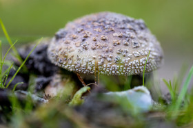 Stock Image: Wild Mushroom