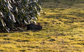 Stock Image: wild rabbit meadow