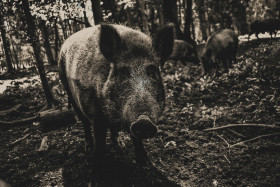 Stock Image: wild sow in a forest
