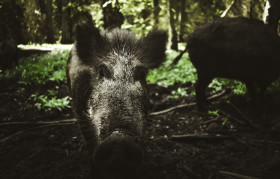 Stock Image: wild sow portrait