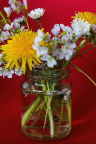 Stock Image: wild spring flowers in a glass red background