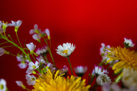 Stock Image: wild spring flowers red background