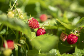 Stock Image: Wild strawberries on the branch in nature