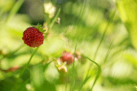 Stock Image: Wild strawberry