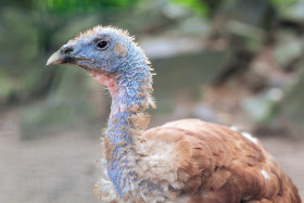 Stock Image: Wild Turkey