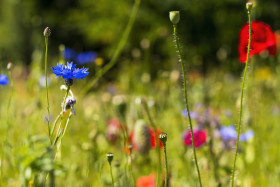 Stock Image: wildflower meadow