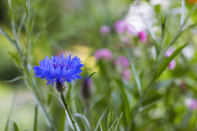 Stock Image: wildflower meadow cornflower