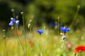 Stock Image: wildflower meadow cornflower and poppy