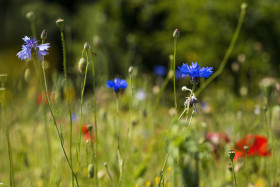 Stock Image: wildflower meadow cornflower and poppy