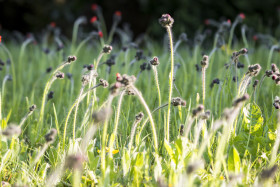 Stock Image: Wildflowers Hieracium pilosella