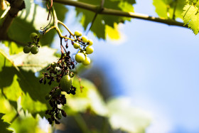 Stock Image: wine grape plant