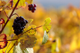 Stock Image: Wine Grapes in Autumn