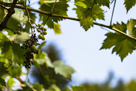 Stock Image: wine plant