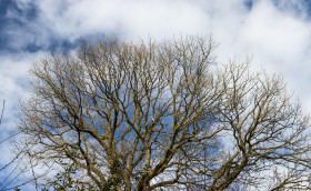 Stock Image: winter end treetop
