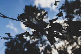 Stock Image: winter leaves