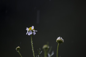 Stock Image: withered daisies in the rain