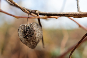 Stock Image: Withered Physalis Cover