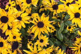 Stock Image: Withered Rudbeckia