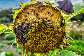 Stock Image: Withered sunflower with a view of the sunflower seeds