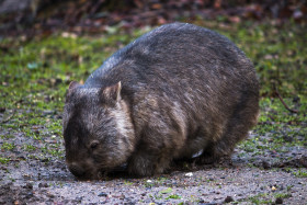 Stock Image: wombat