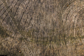 Stock Image: wood grain texture