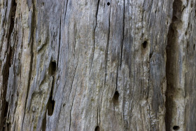 Stock Image: wood grain texture