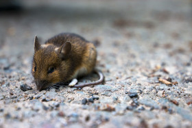 Stock Image: wood mouse