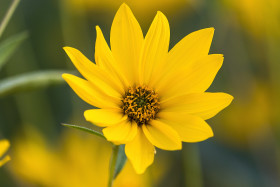 Stock Image: woodland sunflower