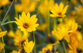 Stock Image: woodland sunflowers